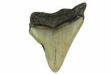 Bargain, Megalodon Tooth - North Carolina #152944-1